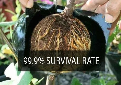 Plant Root Growing Box
